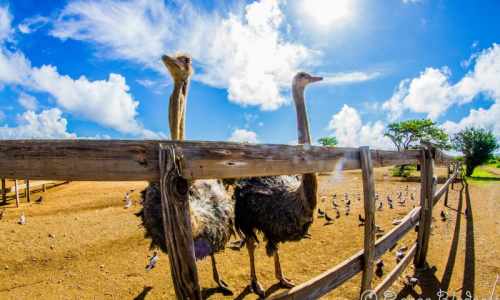 Ostrich-Crocodile-Farm-62